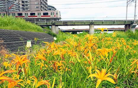 花カンゾウプロジェクト～鶴見川河川敷を花でいっぱいにしよう～